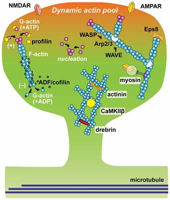 Plasticity of Spine Structure: Local Signaling, Translation and Cytoskeletal Reorganization